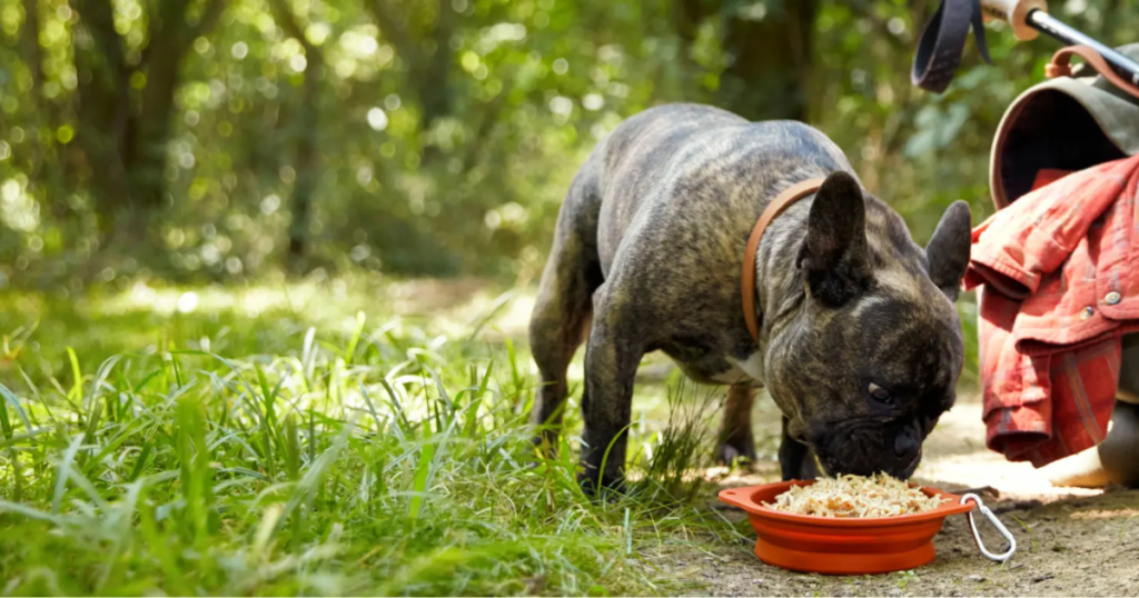 Nature’s Recipe Dog Food Ingredients and Benefits