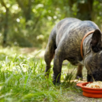 Nature’s Recipe Dog Food Ingredients and Benefits